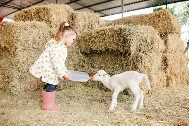 Little Girl Bottle Feed a Baby Lamb A little girl bottle feeds a baby lamb inside a barn filled with straw. sheep shed stock pictures, royalty-free photos & images