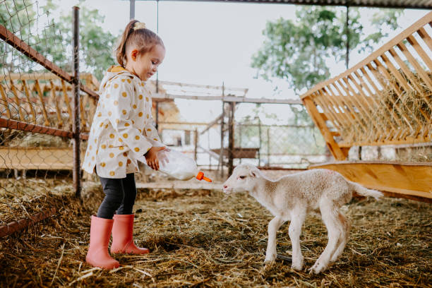 Little Girl Bottle Feed a Baby Lamb A little girl bottle feeds a baby lamb inside a barn filled with straw. sheep shed stock pictures, royalty-free photos & images