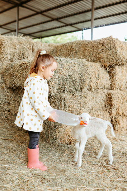 Little Girl Bottle Feed a Baby Lamb A little girl bottle feeds a baby lamb inside a barn filled with straw. agritourism stock pictures, royalty-free photos & images