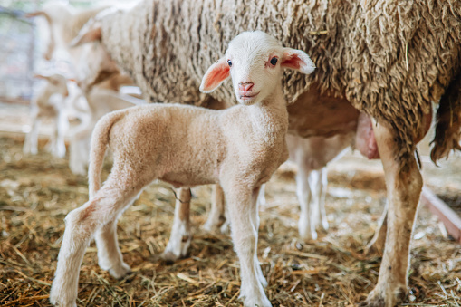 Mother sheep breastfeeding her little lamb