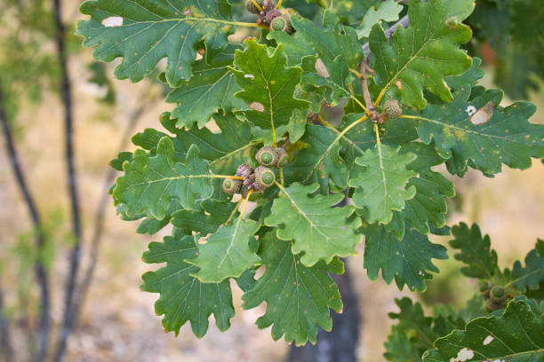 quercus robur árbol - english oak fotografías e imágenes de stock