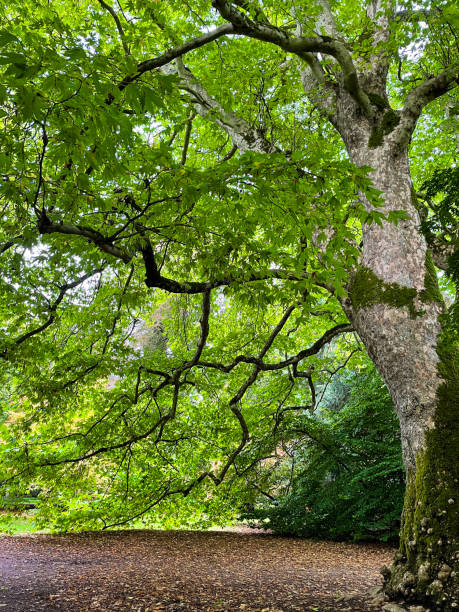 istock Close-up image of ancient, London Plane tree (Platanus × acerifolia) with buttress, trunk and roots surrounded by fallen leaves, moss growing on tree trunk, expanse of parkland lawn in arboretum covered in brown leaves, specimen deciduous trees 1350393352