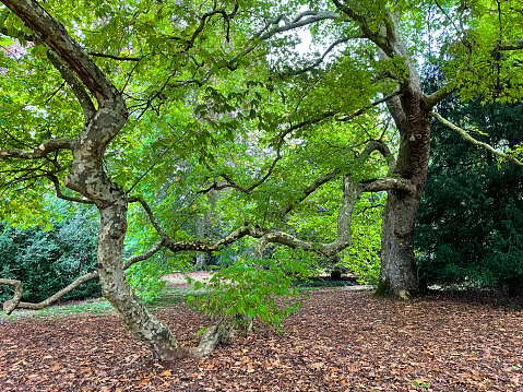 Image of ancient, London Plane tree (Platanus × acerifolia) with buttress, trunk and roots surrounded by fallen leaves, moss growing on tree trunk, expanse of parkland lawn in arboretum covered in brown leaves, specimen deciduous trees