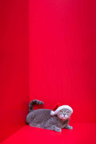 istock Happy new year, with pets. 1350394149