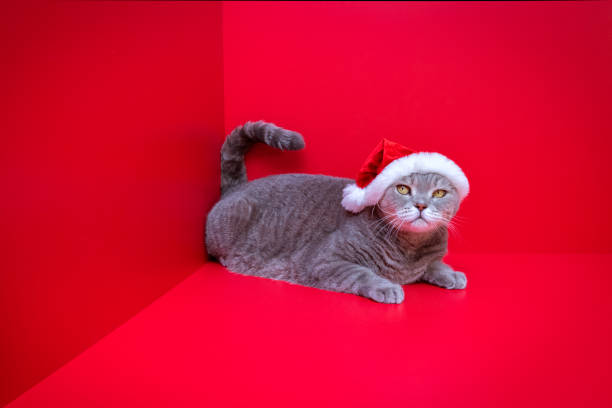 Happy New Year concept.British shorthair cat wearing santa hat