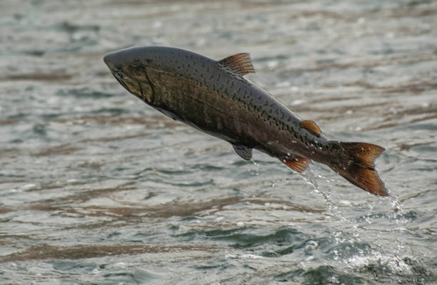 istock Free Jumping Wild Salmon 1350395571