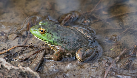 Side View of An American Bullfrog wading in a pond