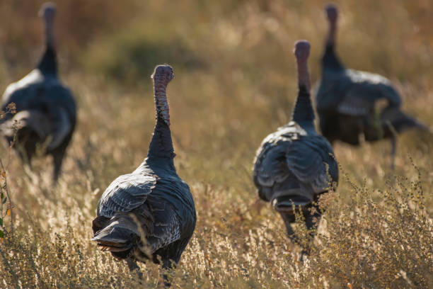 Turkeys Racing Large Image 60+ Wild Turkey Trot Stock Photos, Pictures & Royalty-Free Images - iStock