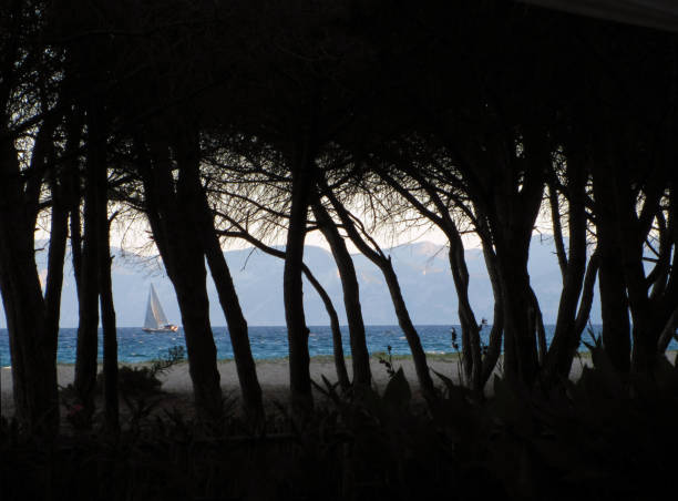 Sa Curcurica Beach, Sardegna, Italy - August 12, 2011: view of the pine forest on the sea