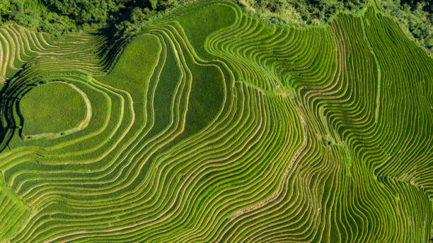 terraced fields Photographing terraced fields in the air rice paddy stock pictures, royalty-free photos & images
