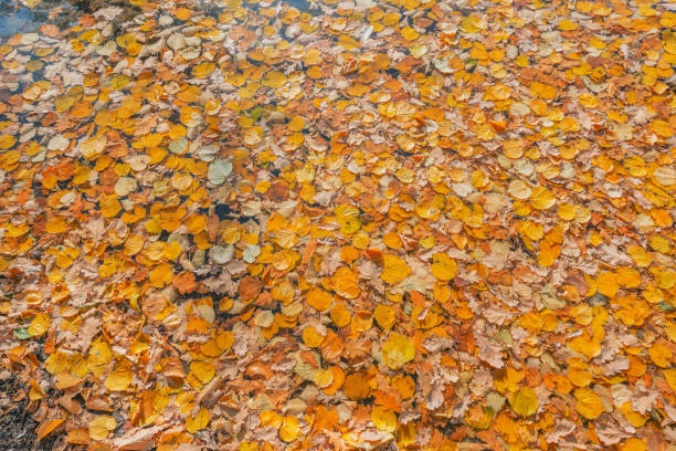 istock Autumn colorful leaves on the lake surface. 1350396997