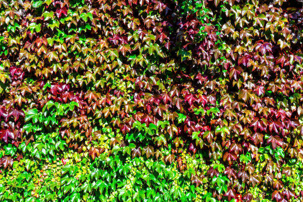 Autumn changes - green and red ivy on a brick wall