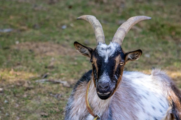 istock Portrait of a goat 1350397772