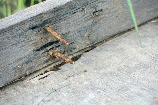 istock rusty nail in obsolete wood plank 1350399067
