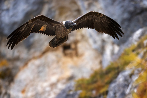 Close up portrait of a Eurasian black vulture