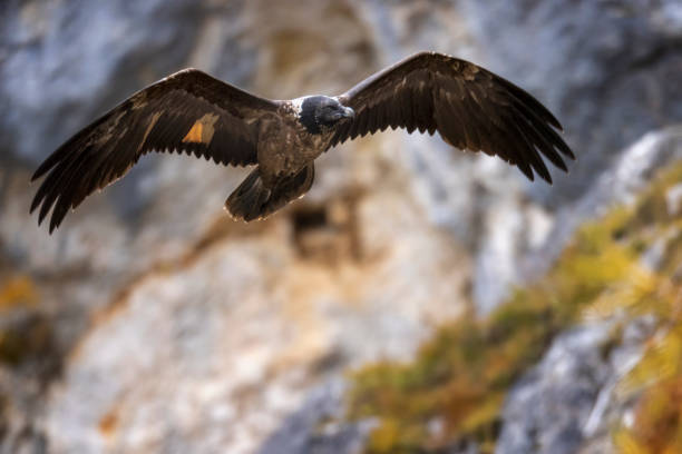 Bearded vulture soaring at high altitude in the  Alps - gypaetus barbatus Bearded Vulture, Animal, Animal Body Part, Animal Head, Animal Wildlife, Lammergeier, lammergeyer berchtesgaden national park photos stock pictures, royalty-free photos & images