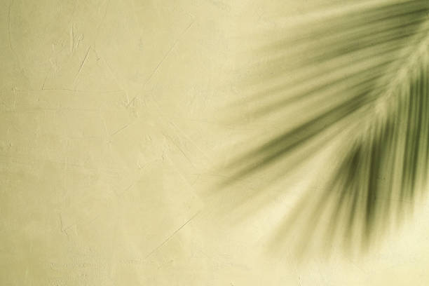 istock Shadow from palm leaves on beige grunge plaster wall. Copy space, abstract tropical background. 1350399262