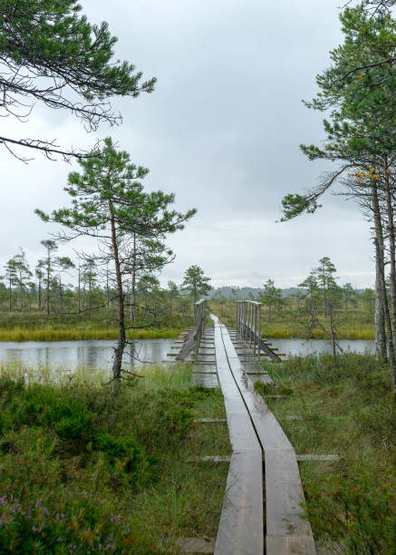 istock rainy day, rainy background, traditional bog landscape 1350399624