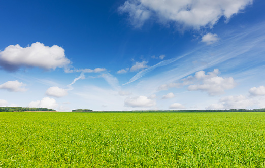 Idyllic landscape, blue sky and fresh, green grass and sky at beautiful day.