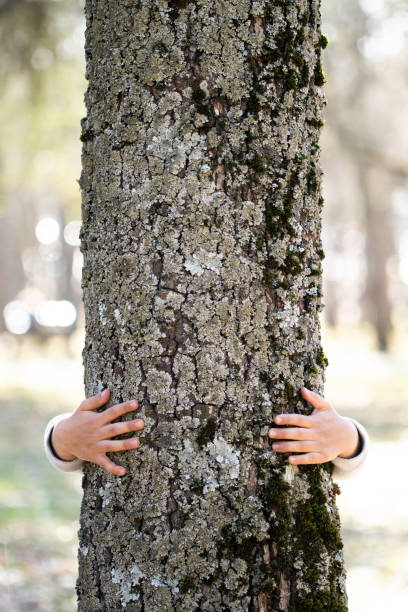 mãos de criança abraçando uma árvore - deciduous tree tree trunk nature the natural world - fotografias e filmes do acervo