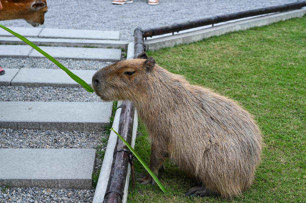 istock People feed capybara in the farm. 1350401612