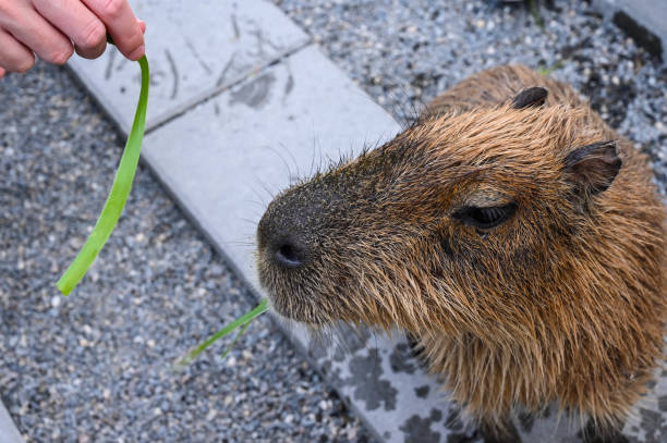 istock People feed capybara in the farm. 1350401654
