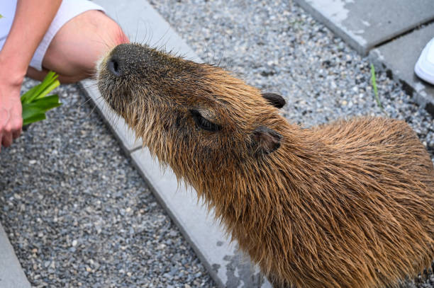 istock People feed capybara in the farm. 1350401658
