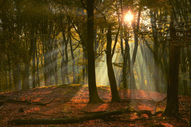 istock Morning sun rays shining through the branches of a beechwood 1350401867