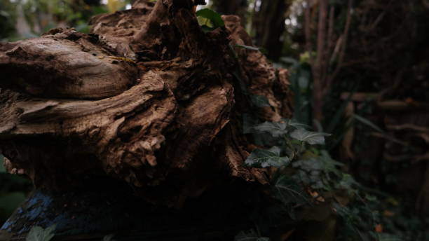 istock Treetrunk in a garden 1350403122