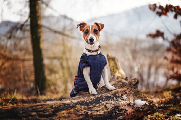 istock Small Jack Russell terrier in dark blue winter jacket leaning on fallen tree with grass and snow patches, blurred trees or bushes background 1350403134