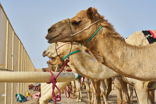 A close portrait of two majestic camels sitting on the dune in Dubai.