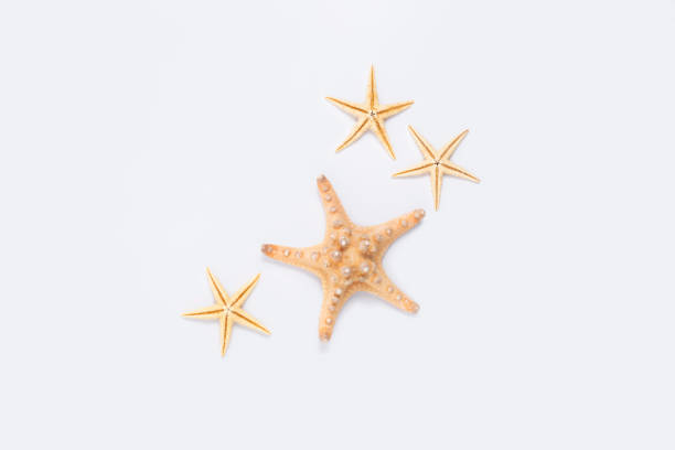 istock Beautiful starfish on a white background. Top view, flat lay 1350404173