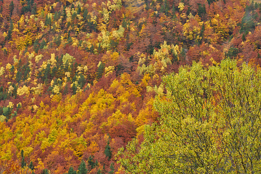 Colorful autumn season on Ordesa and Monte Perdido national park in Pyrenees of Spain.\