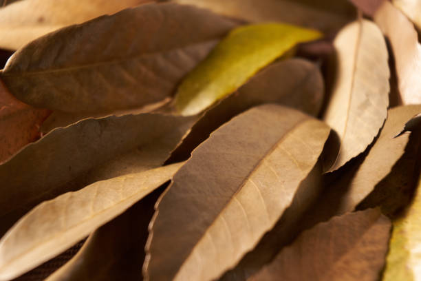 istock Oak acorn on fallen leaves 1350404600