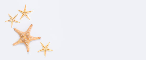 istock Beautiful starfish on a white background. Top view, flat lay. Banner 1350405931