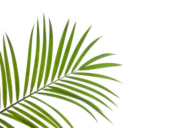 istock tropical palm leaf isolated on white background 1350406386