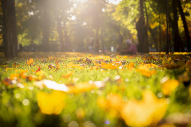 istock In the autumn forest on the grass leaves in sunlight 1350406538
