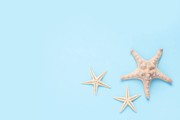 istock Beautiful starfishes on a blue background. Top view, flat lay. 1350406609