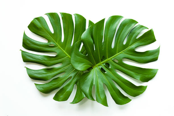 istock closeup beautiful Monstera leaf isolated on white background 1350406767