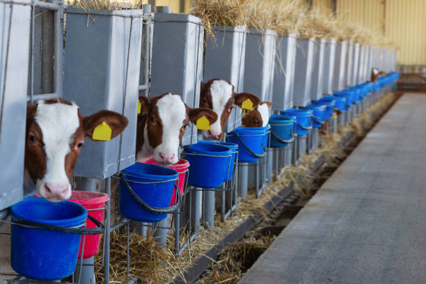 istock Little calves peek out of the paddock. 1350406833
