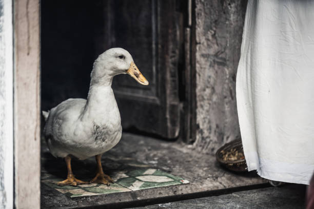 Goose in the doorway