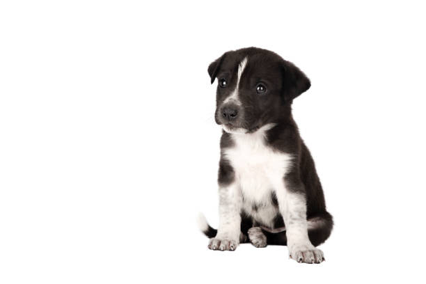 black and white puppy isolate on white background