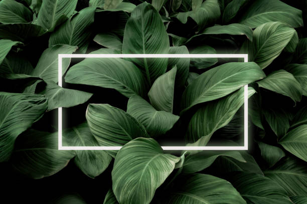 istock Spathiphyllum cannifolium concept, green abstract texture with white frame, natural background, tropical leaves in Asia and Thailand. 1350409638