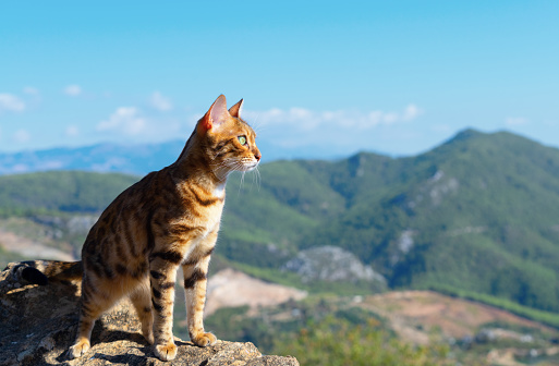 The gaze of a pet that has climbed to the top of the mountain is directed into the distance. Close-up.