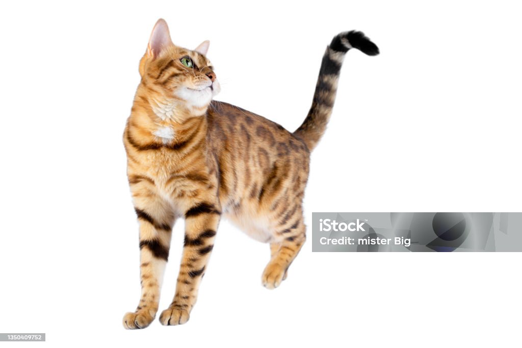A domestic cat, standing on a white background, looks up, lifting its hind paw. Bengal Cat - Purebred Cat Stock Photo