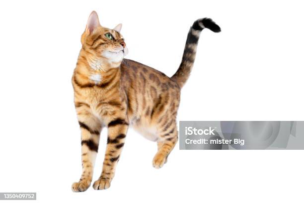 A Domestic Cat Standing On A White Background Looks Up Lifting Its Hind Paw Stock Photo - Download Image Now