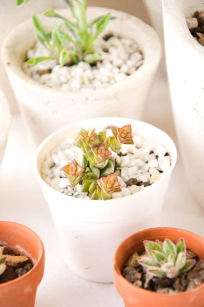 istock Set of succulents 1350410460