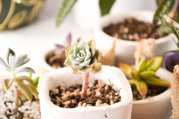 istock Set of succulents 1350410538