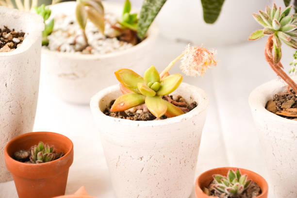 istock Set of succulents 1350410540