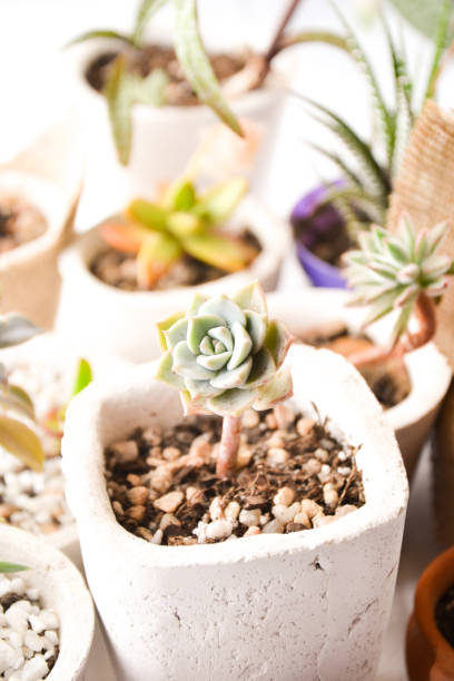 istock Set of succulents 1350410588